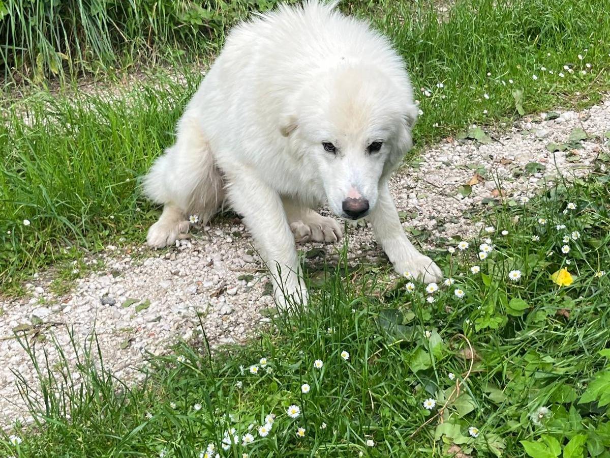 Adotta un cane, maschio, 11 mesi, Rieti