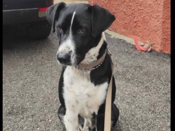 Adozione cane, maschio, Razza sconosciuta Razza sconosciuta, 5 anni, taglia media, Verona