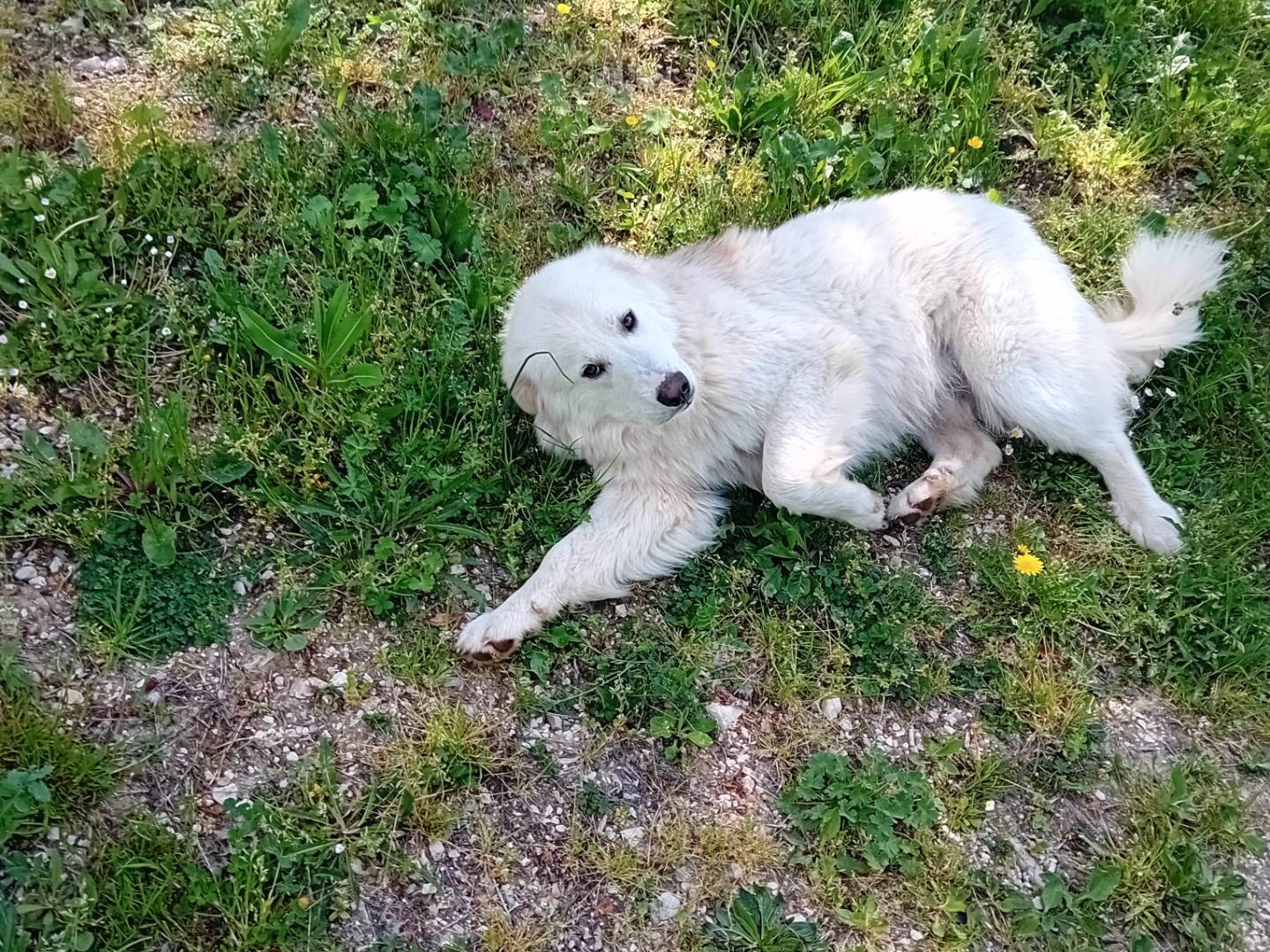 Adotta il cane Blanco a Rieti