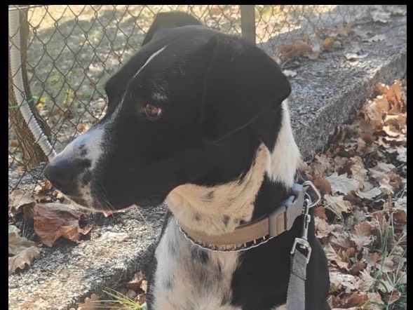 Adotta un cane, maschio, 5 anni, Verona