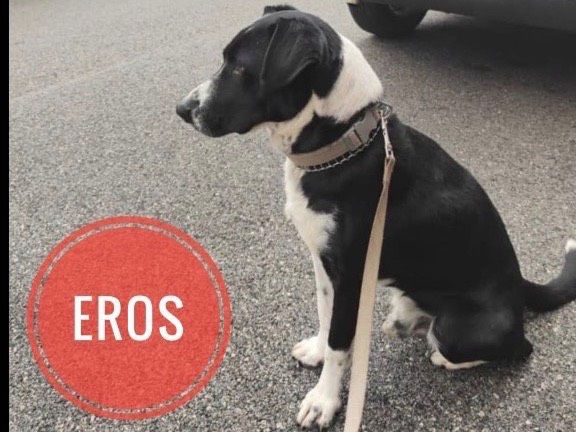 Adotta un cane, taglia media, maschio, Verona