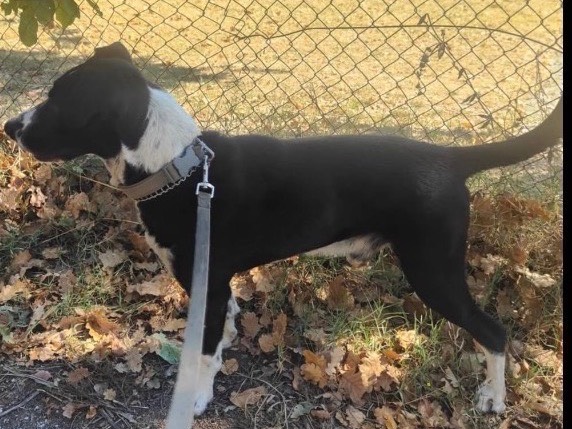 Vuoi adottare un cane a Verona?