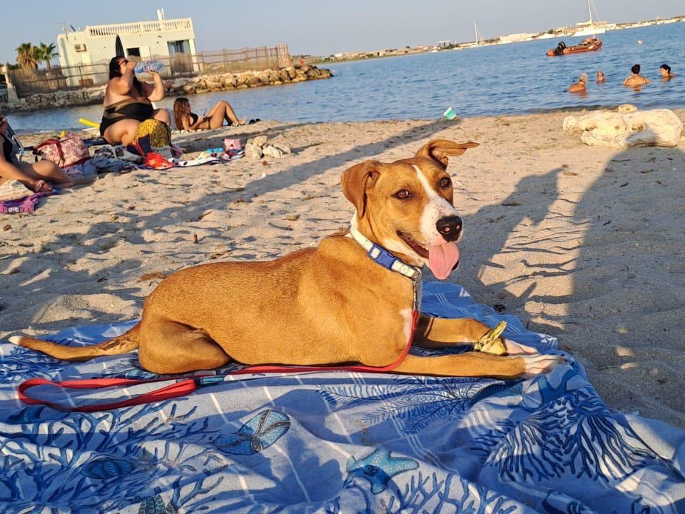 Foto 3 dell'animale