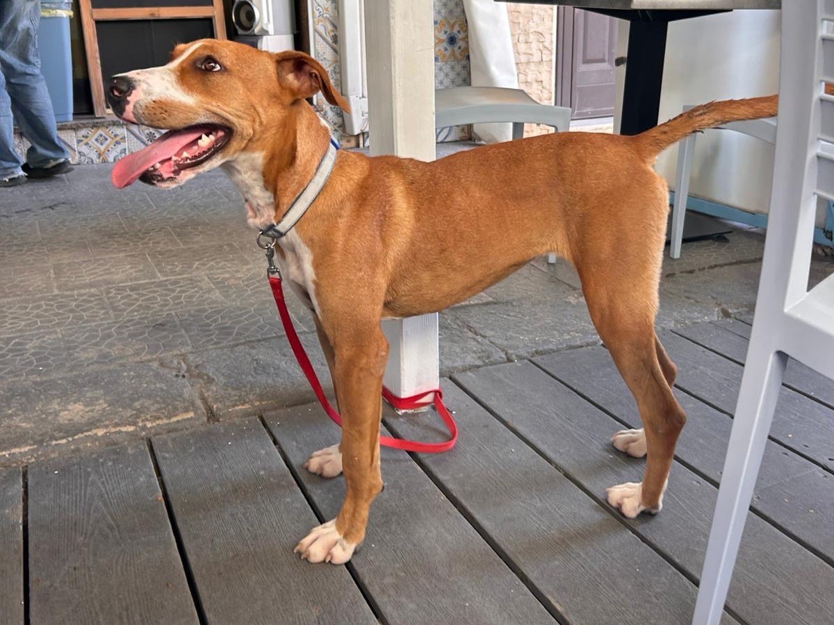 Vuoi adottare un cane a Siracusa?