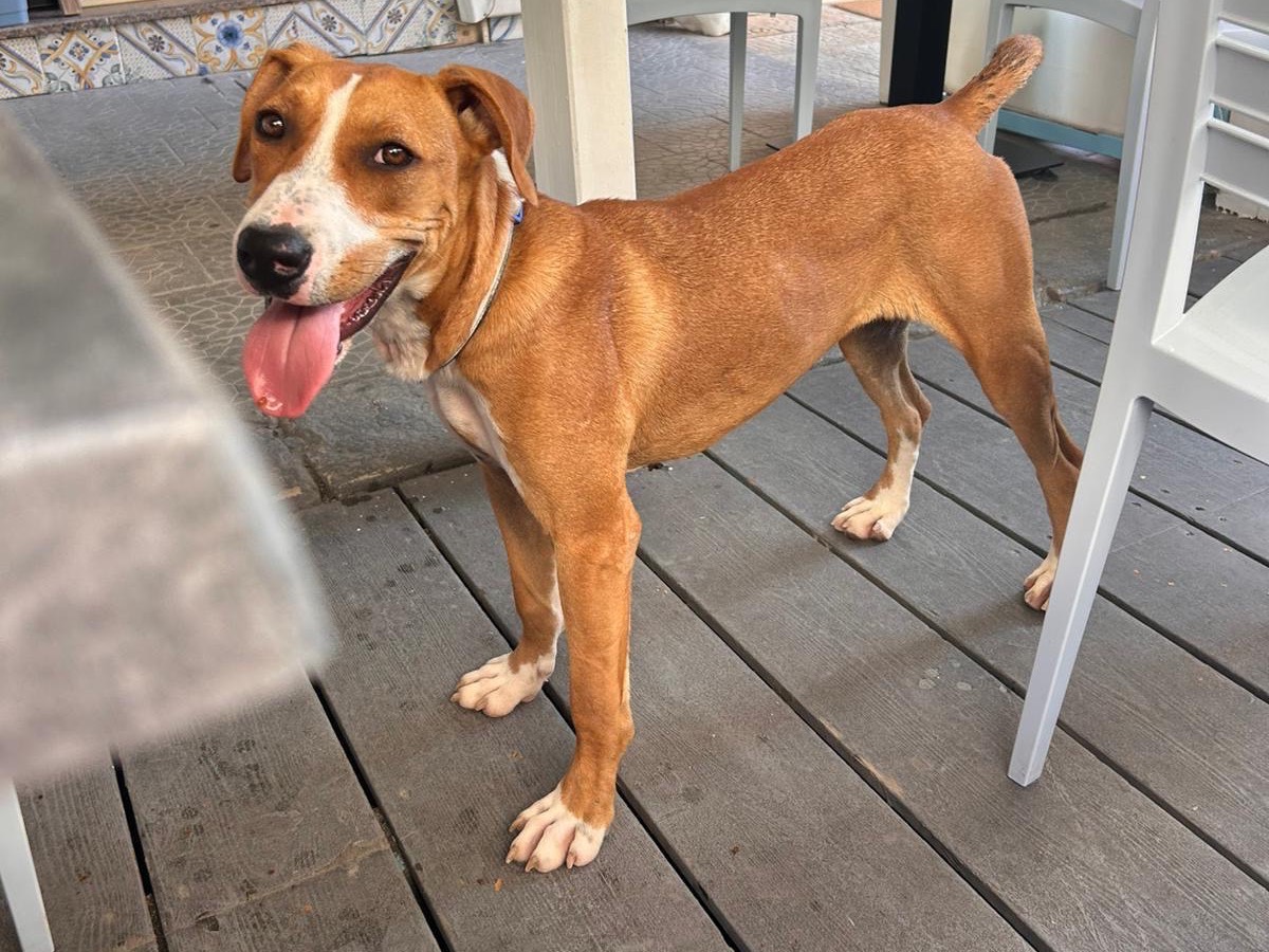Adotta il cane aisha  a Siracusa