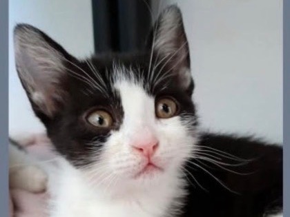 Adozione gatto, femmina, Razza sconosciuta Razza sconosciuta, 1 mese, taglia non valida, Verona