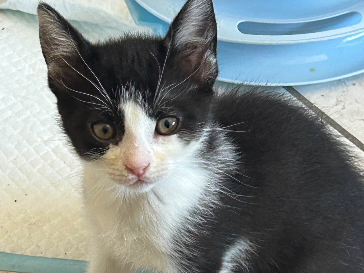 Adotta un gatto, femmina, 1 mese, Verona