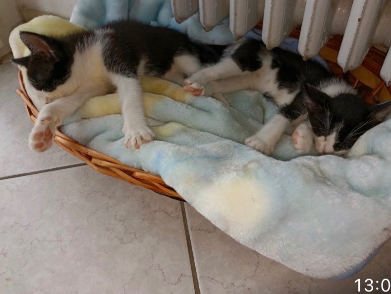Adotta un gatto, taglia non valida, femmina, Verona