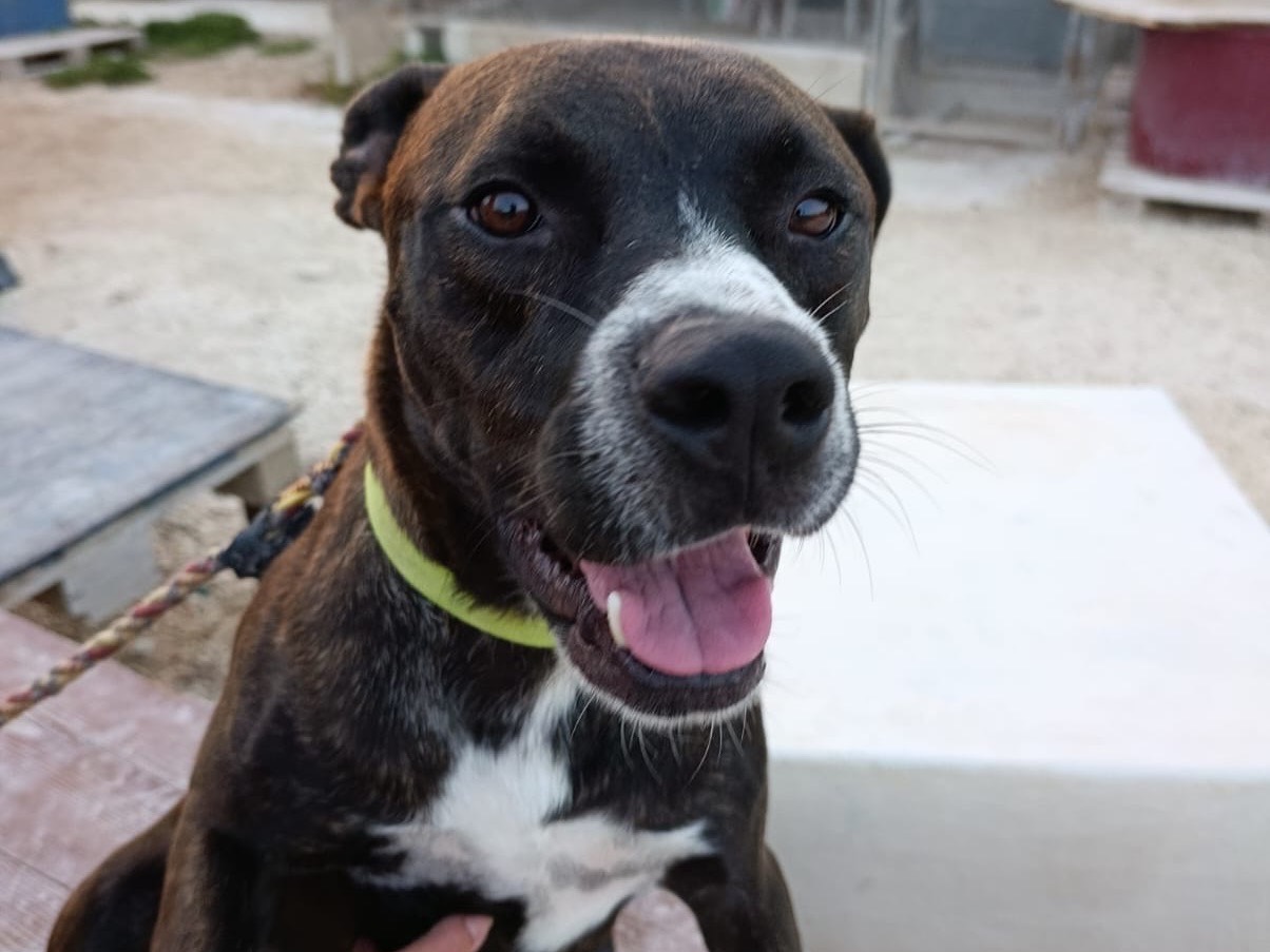 Adotta un cane, maschio, 3 anni, Siracusa