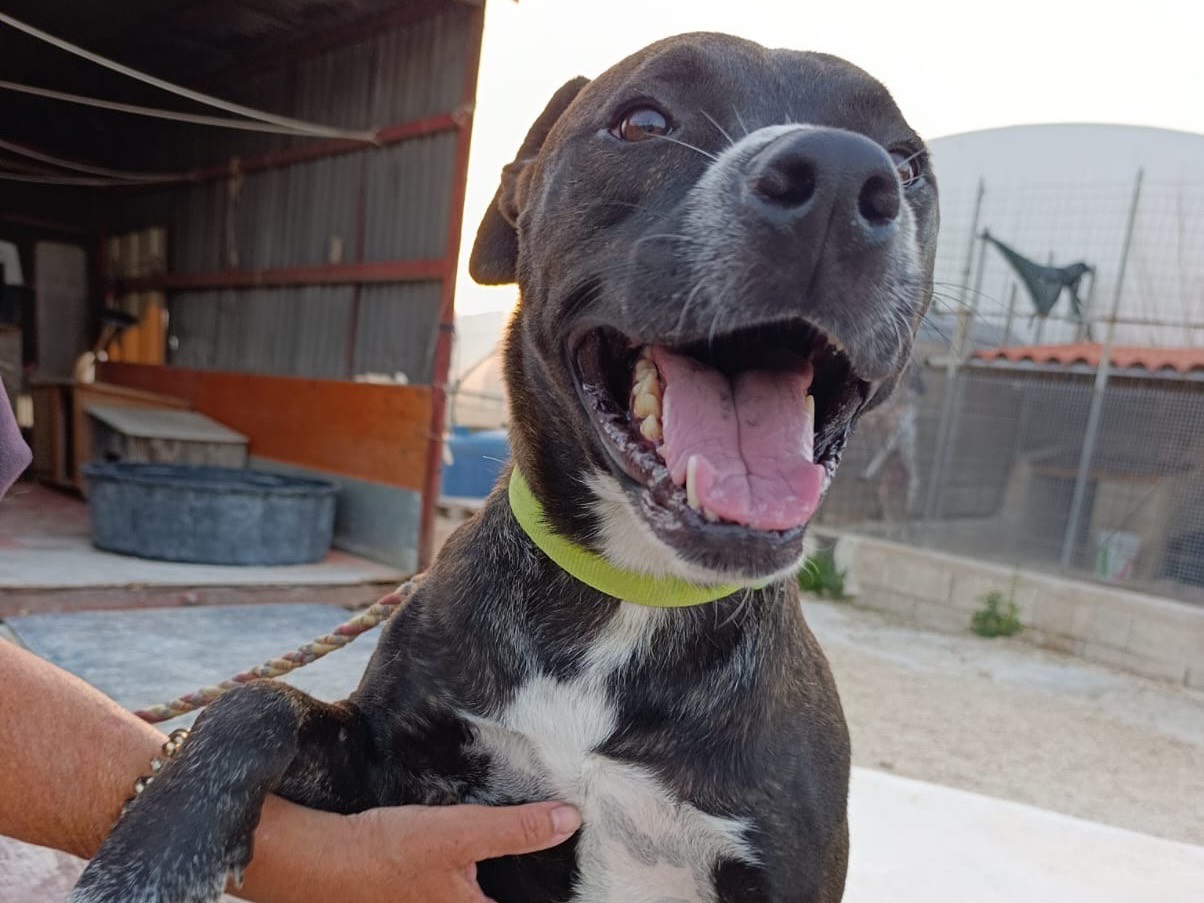 Adozione cane, maschio, Pitbull Razza sconosciuta, 3 anni, taglia grande, Siracusa