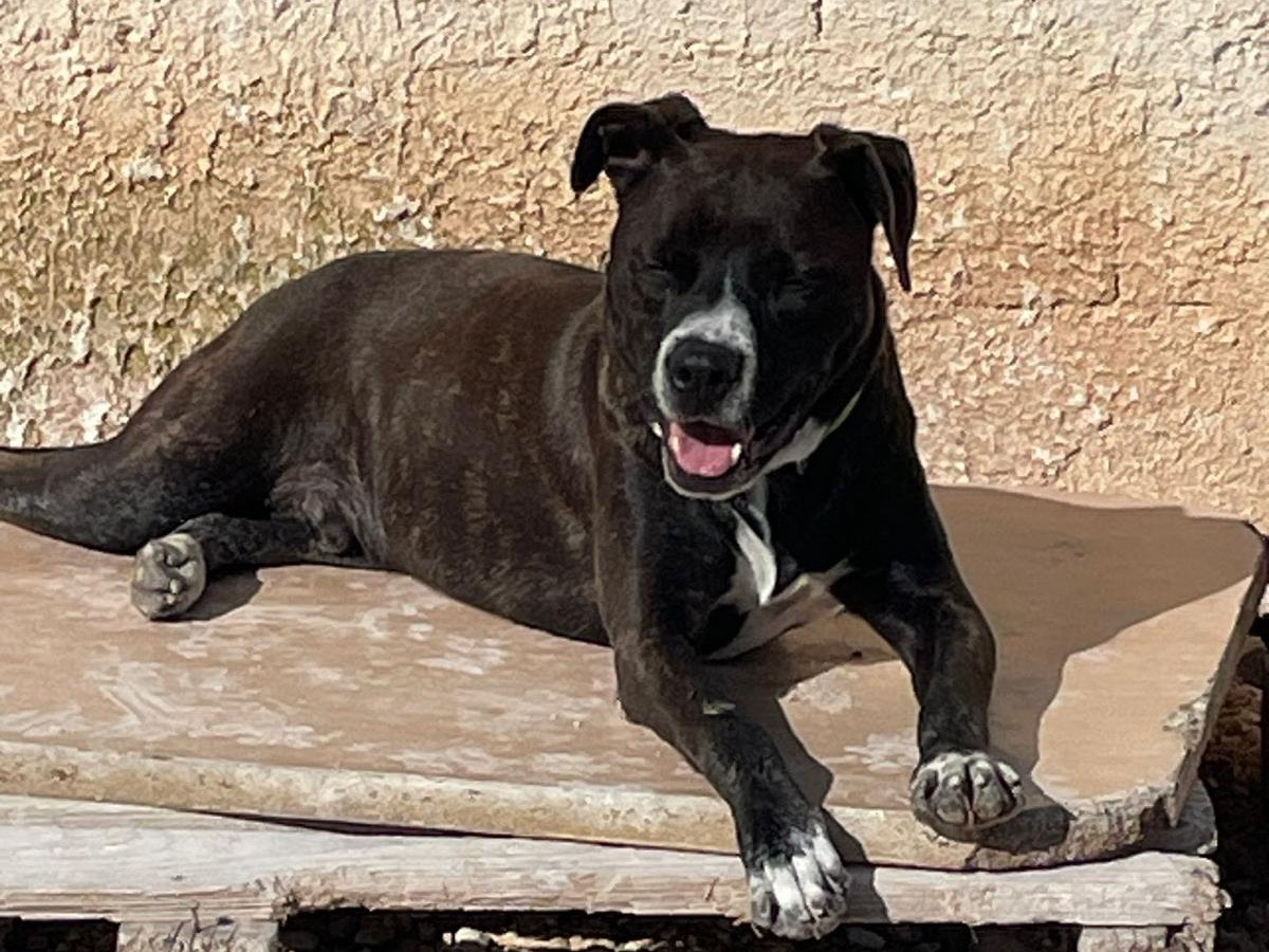 Adotta il cane spenk  a Siracusa