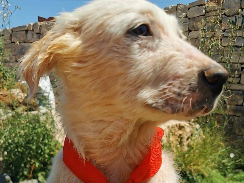 Foto 3 dell'animale