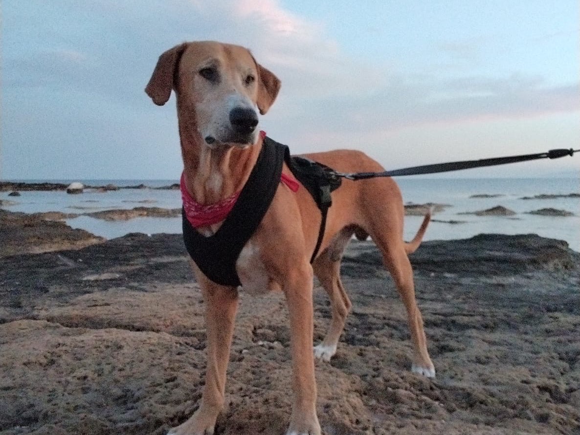 Adozione cane, maschio, Razza sconosciuta Razza sconosciuta, 5 anni e 2 mesi, taglia grande, Siracusa