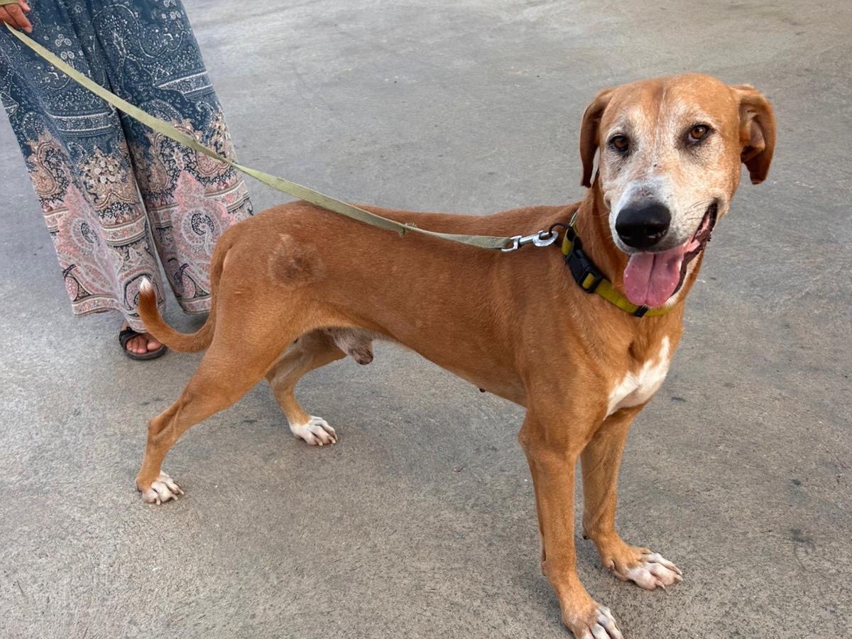 Adotta un cane, maschio, 5 anni e 2 mesi, Siracusa