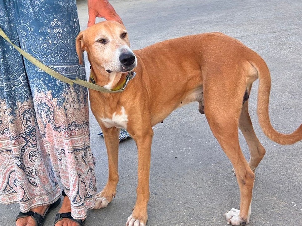 Vuoi adottare un cane a Siracusa?