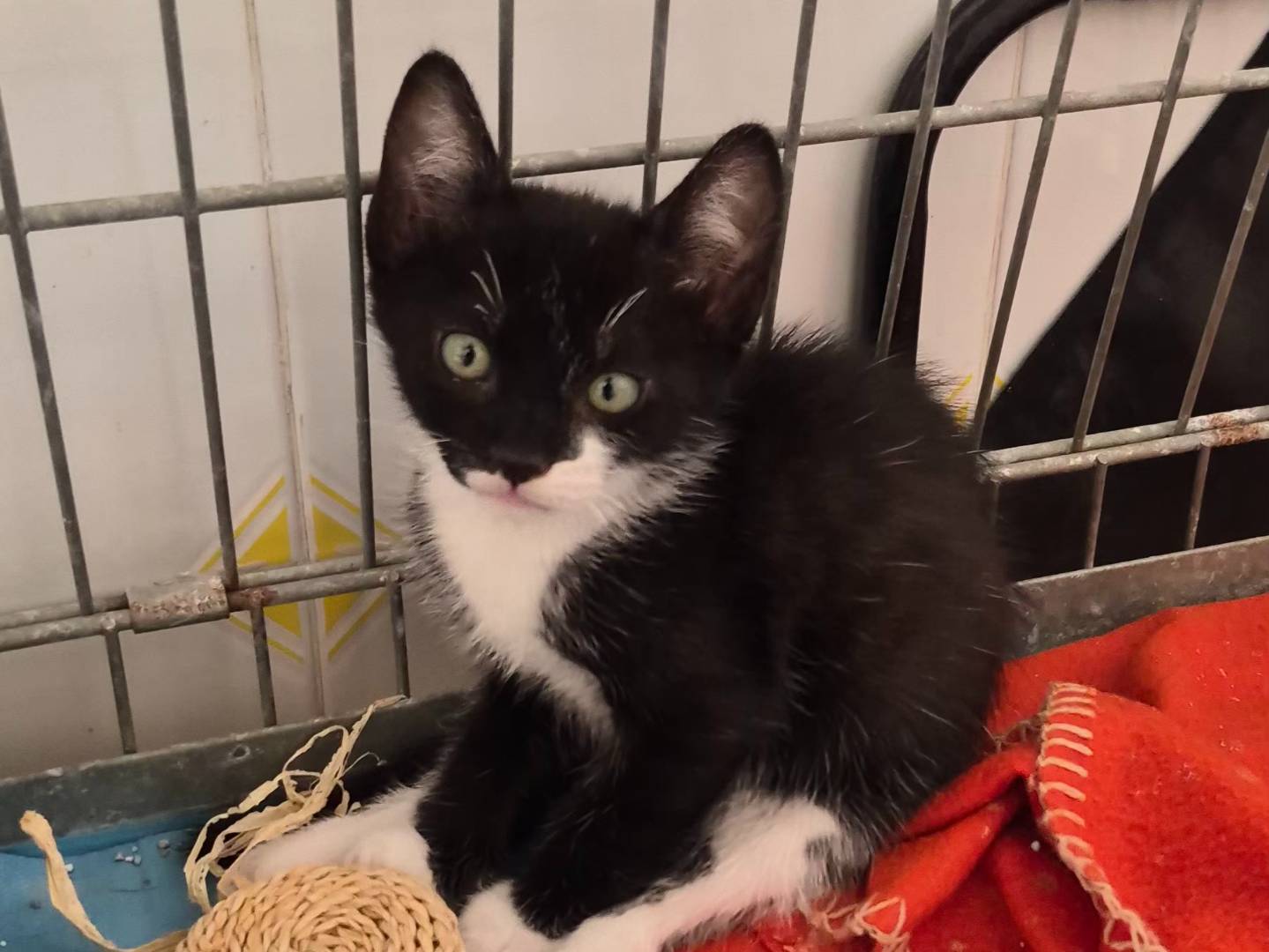 Adotta un gatto, maschio, 2 mesi, Ancona