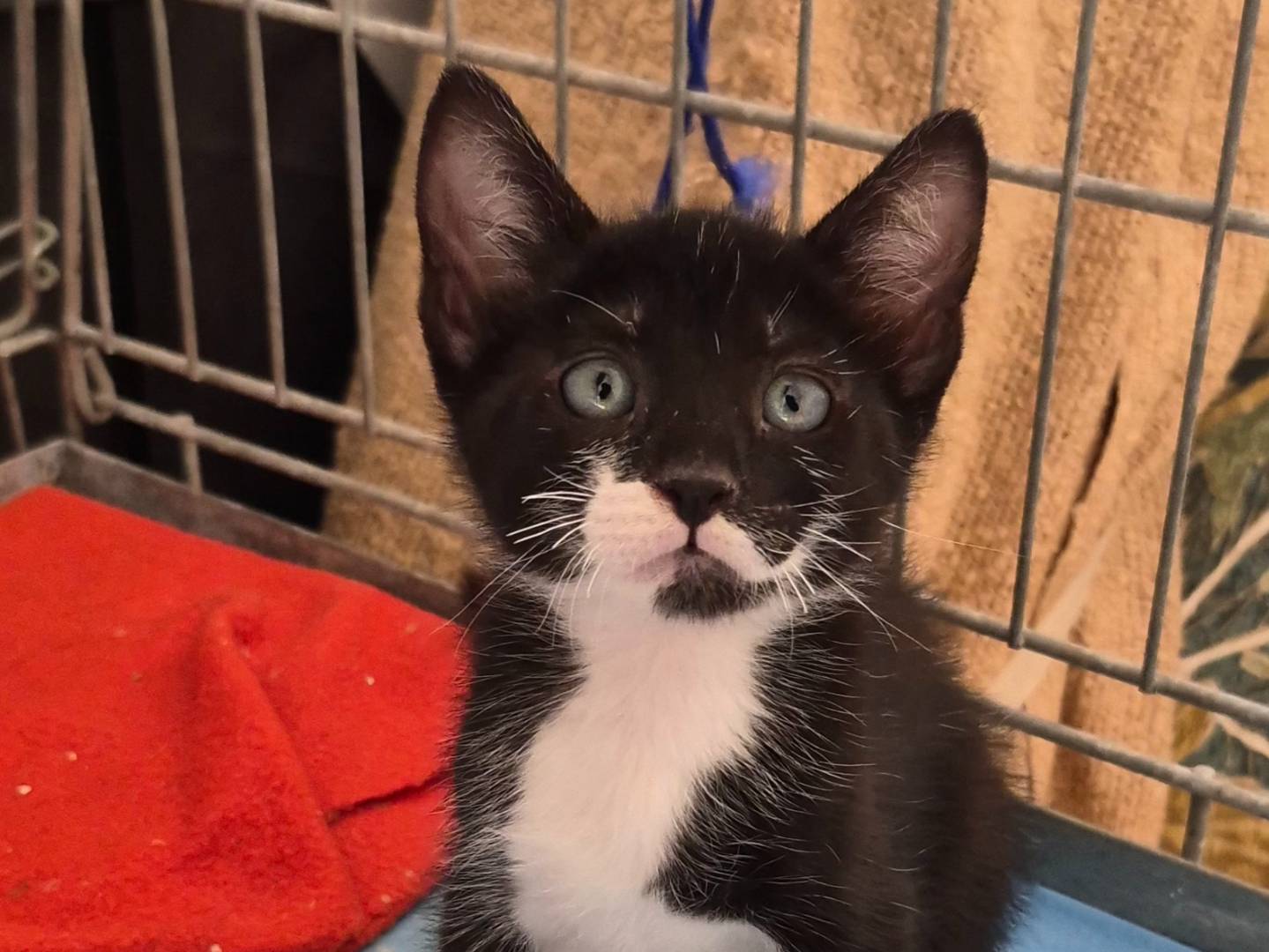 Adozione gatto, maschio, Razza sconosciuta Razza sconosciuta, 2 mesi, taglia non valida, Ancona