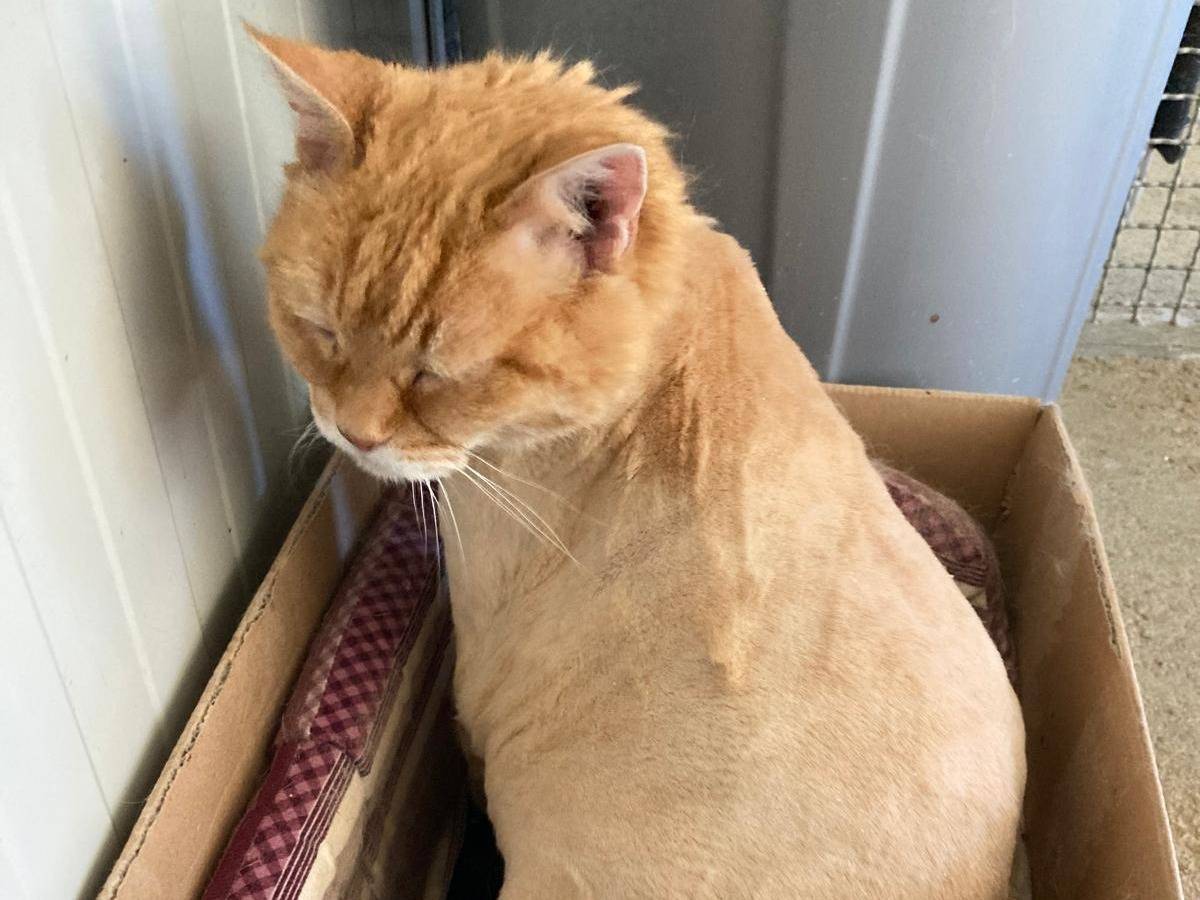 Adozione gatto, femmina, Razza sconosciuta Razza sconosciuta, 10 anni e 5 mesi, taglia non valida, Pisa