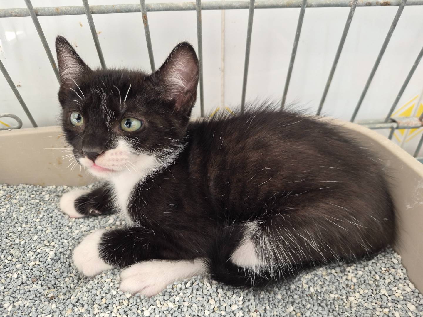 Adotta un gatto, taglia non valida, maschio, Ancona