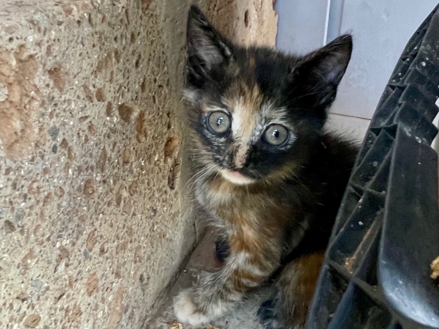 Adozione gatto, femmina, Razza sconosciuta Razza sconosciuta, 2 mesi, taglia non valida, Viterbo