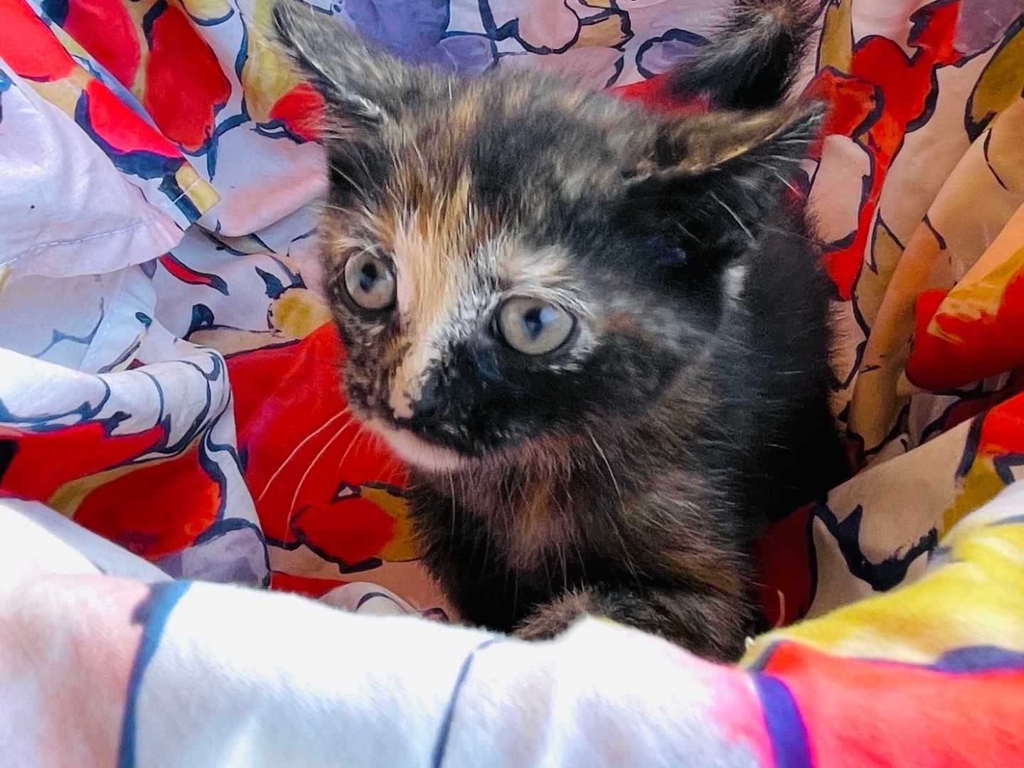 Adotta un gatto, femmina, 2 mesi, Viterbo