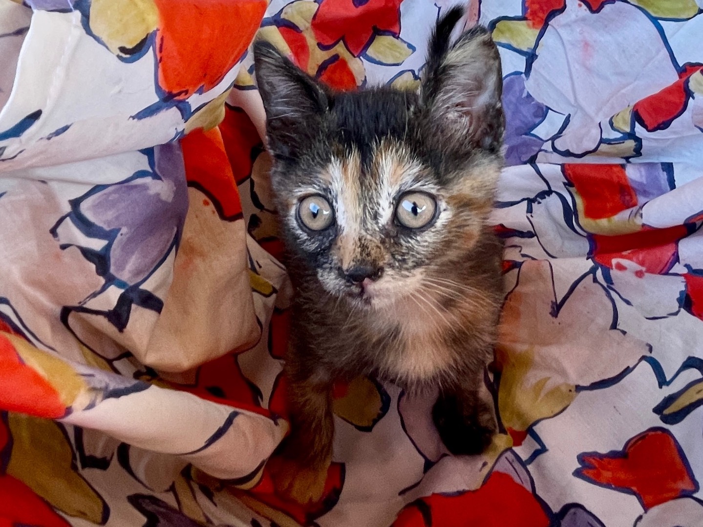 Adotta un gatto, taglia non valida, femmina, Viterbo