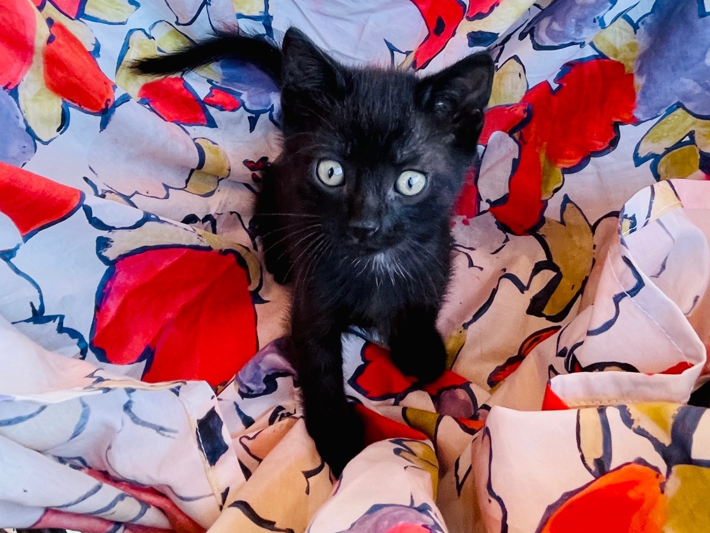 Adozione gatto, maschio, Razza sconosciuta Razza sconosciuta, 2 mesi, taglia non valida, Viterbo
