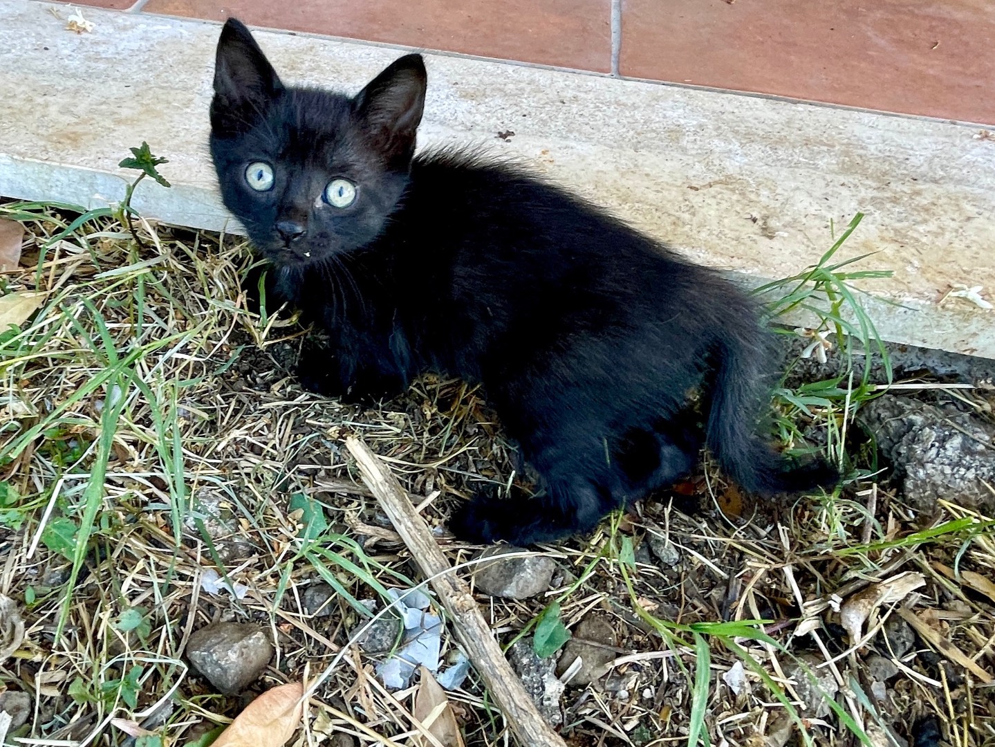 Adotta un gatto, maschio, 2 mesi, Viterbo