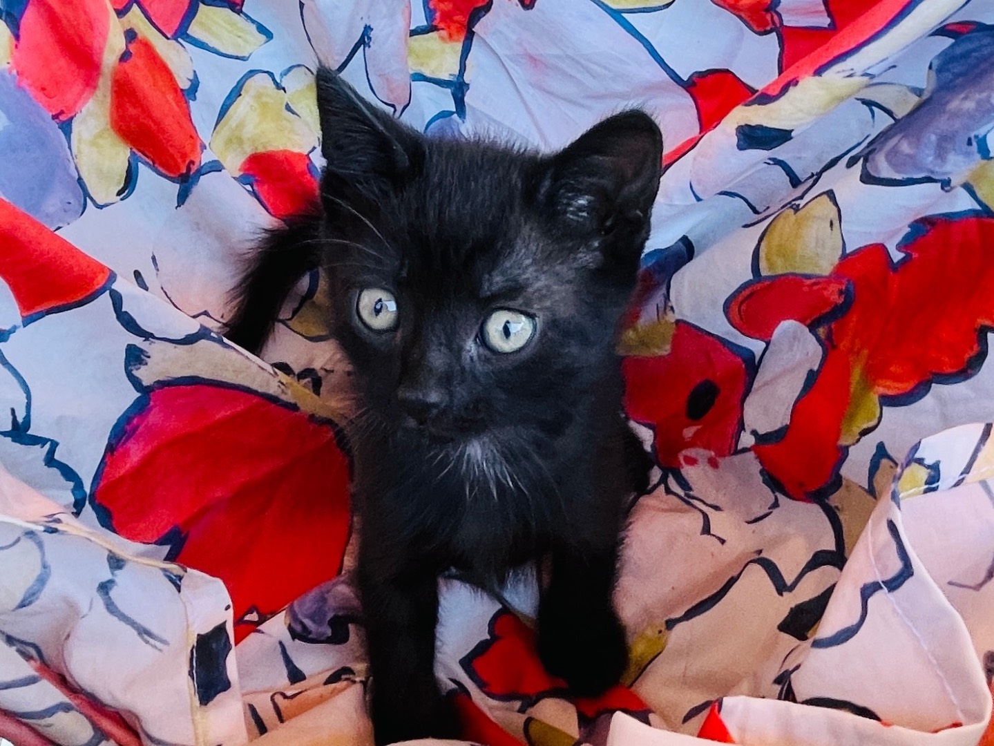 Adotta un gatto, taglia non valida, maschio, Viterbo