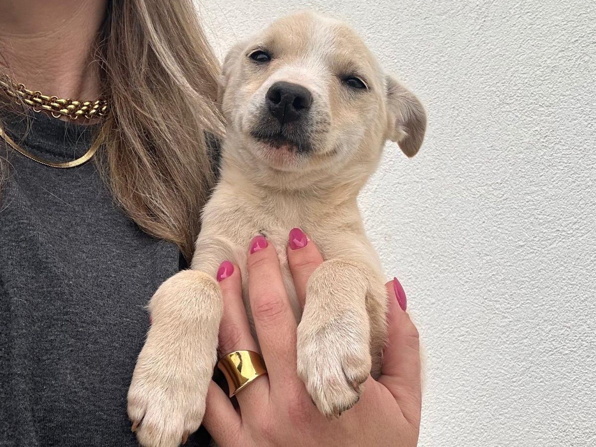 Adozione cane, femmina, Razza sconosciuta Razza sconosciuta, 5 mesi, taglia media contenuta, Siracusa