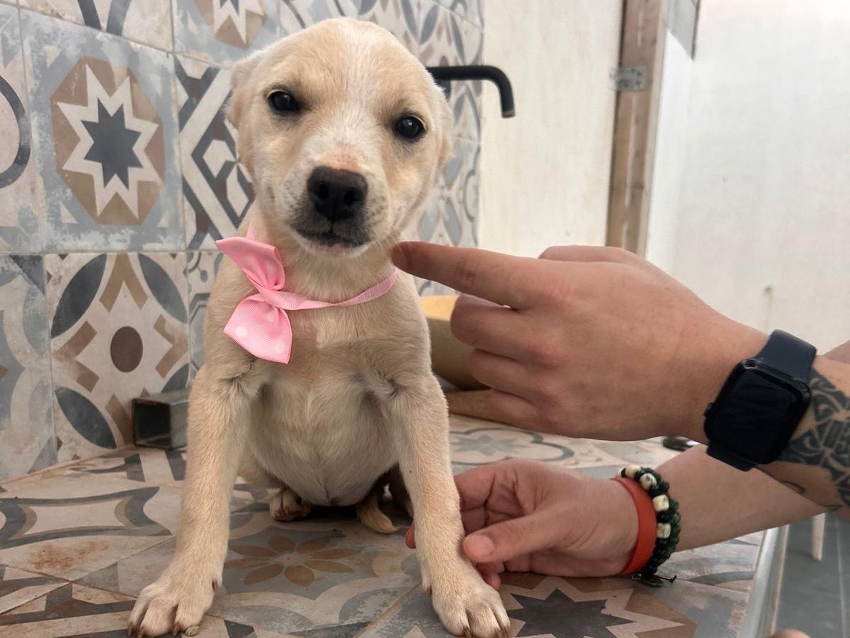 Adotta un cane, femmina, 5 mesi, Siracusa