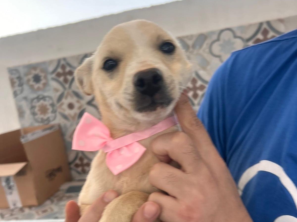 Adotta un cane, taglia media contenuta, femmina, Siracusa