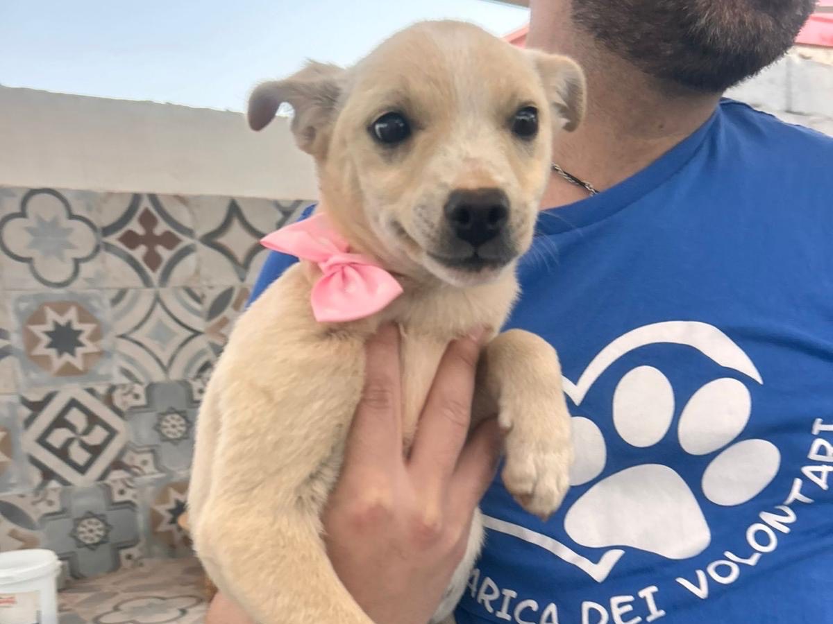 Vuoi adottare un cane a Siracusa?