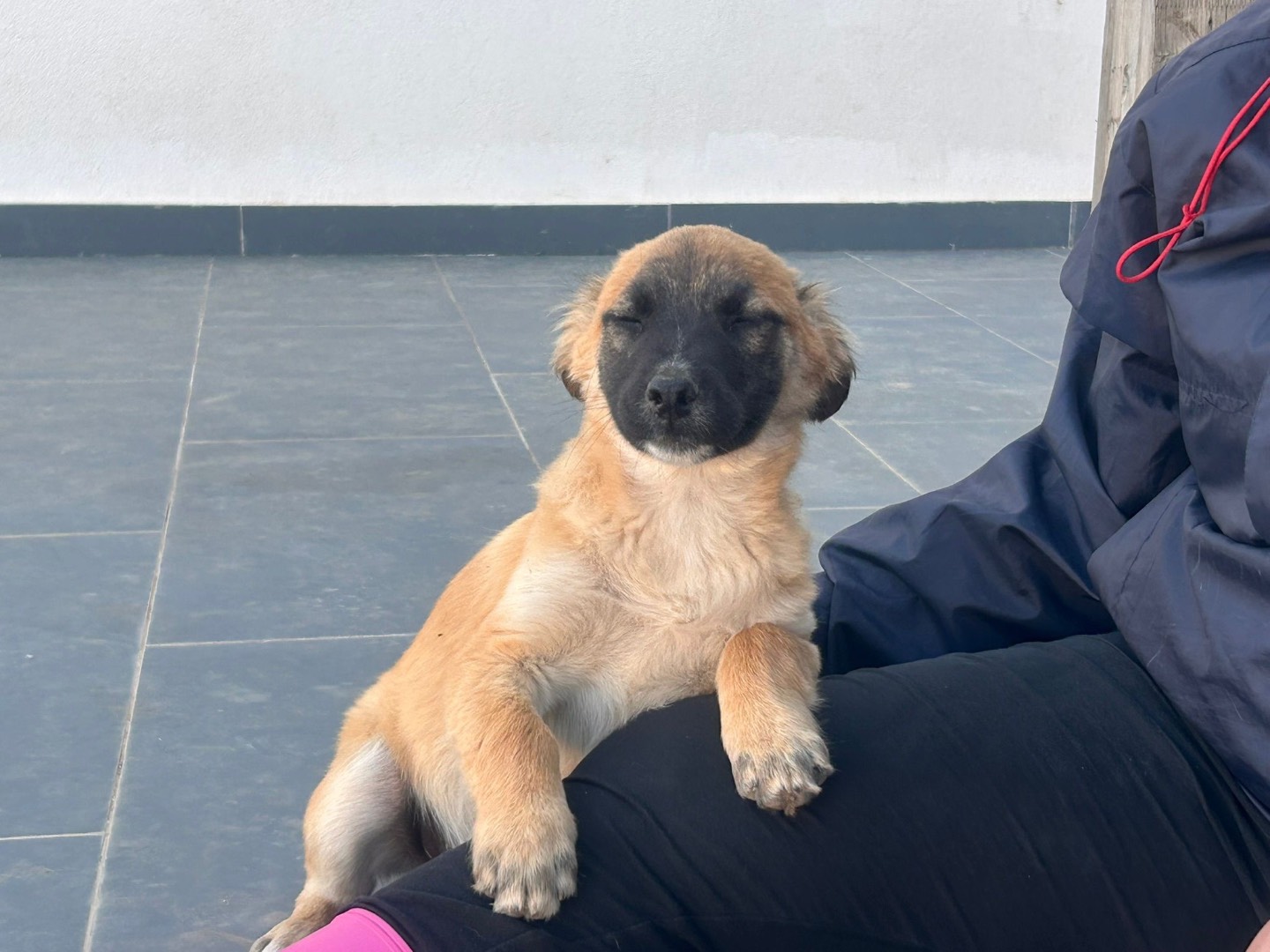 Vuoi adottare un cane a Siracusa?