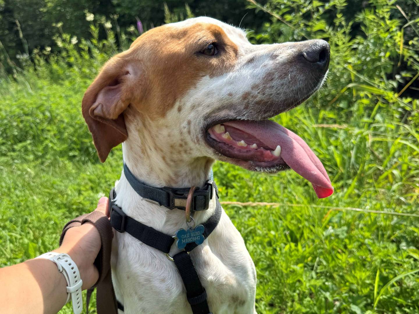 Adotta un cane, femmina, 2 anni e 2 mesi, Milano