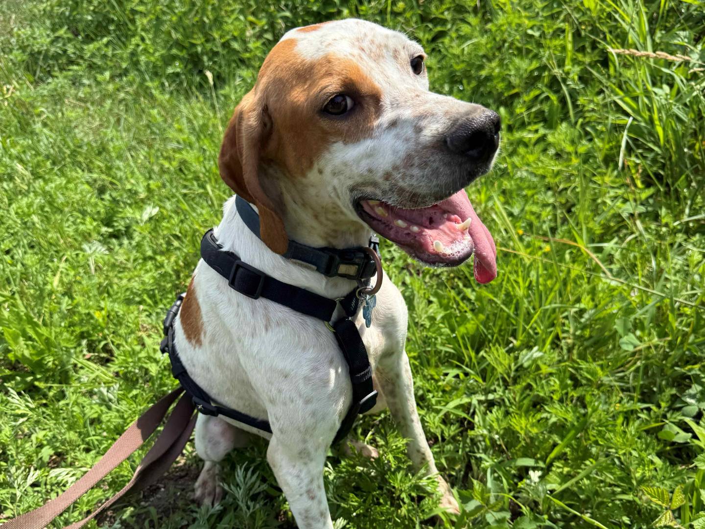 Adotta un cane, taglia media, femmina, Milano