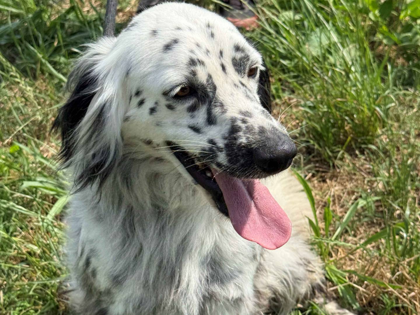 Adozione cane, maschio, Setter Inglese Razza sconosciuta, 3 anni e 2 mesi, taglia media, Milano
