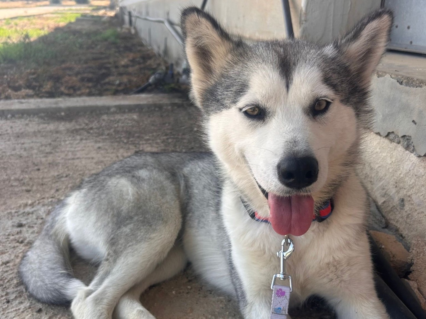 Adotta un cane, femmina, 2 anni, Siracusa