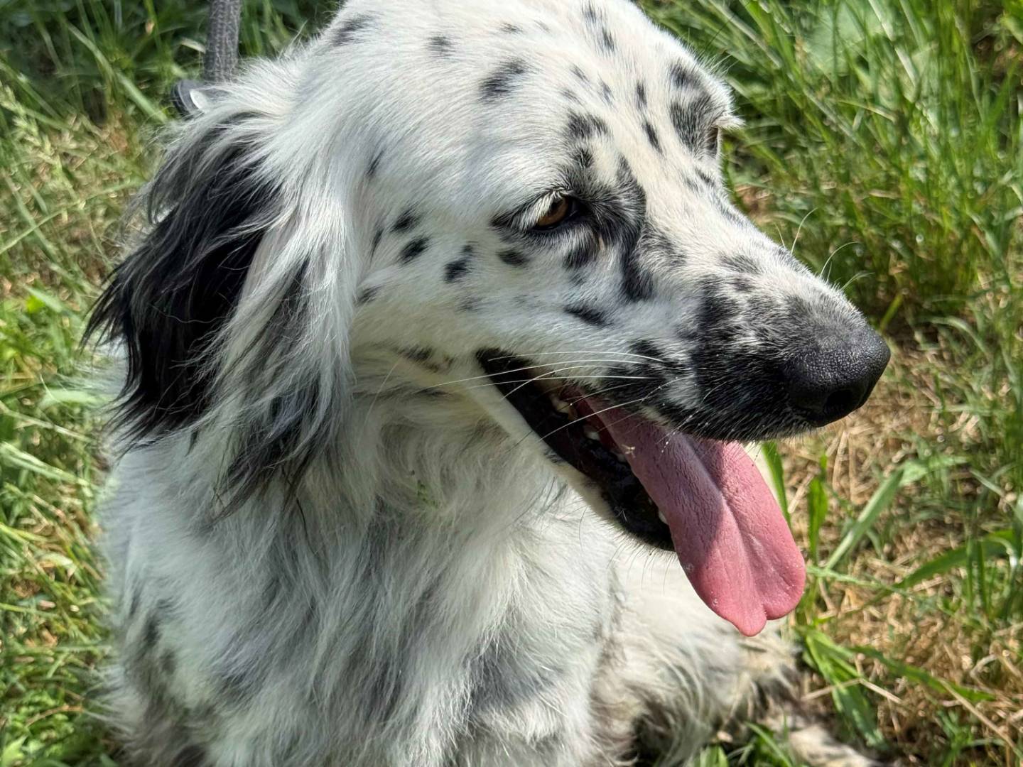 Adotta un cane, maschio, 3 anni e 2 mesi, Milano