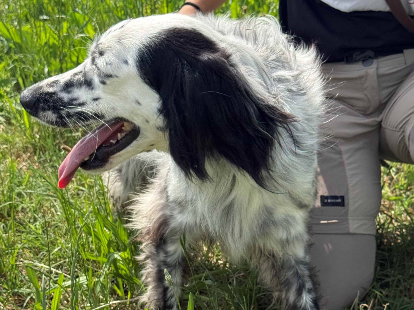 Adotta un cane, taglia media, maschio, Milano