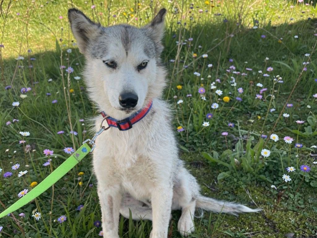 Adozione cane, femmina, Siberian Husky Razza sconosciuta, 2 anni, taglia media, Siracusa