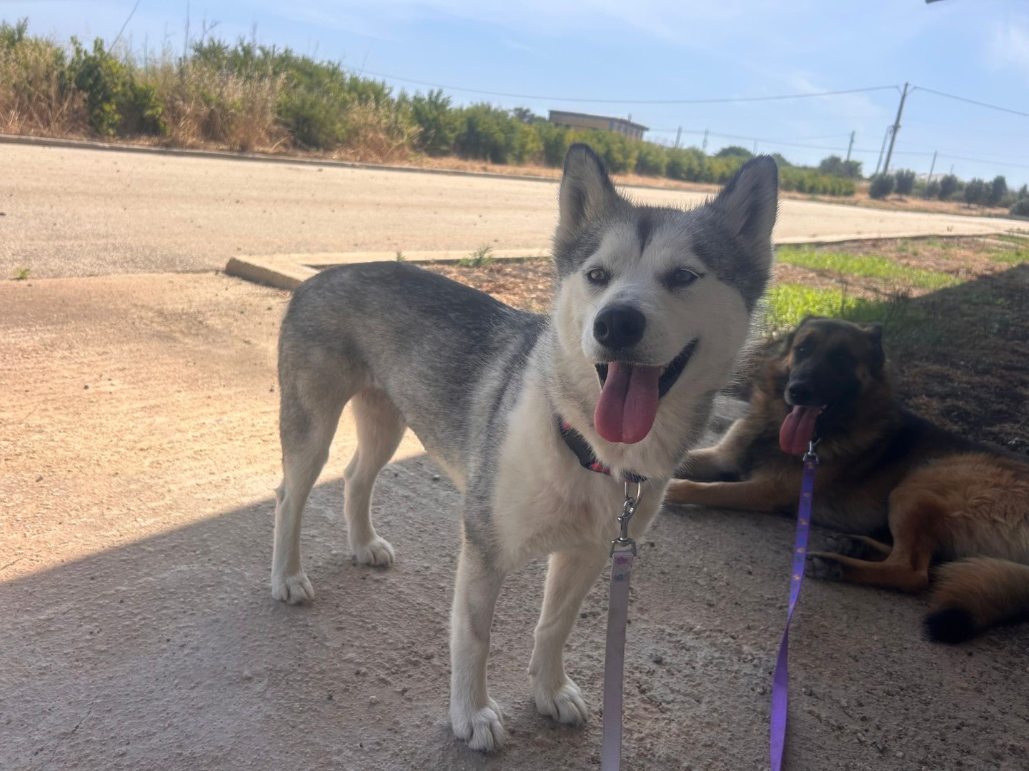Adotta un cane, taglia media, femmina, Siracusa