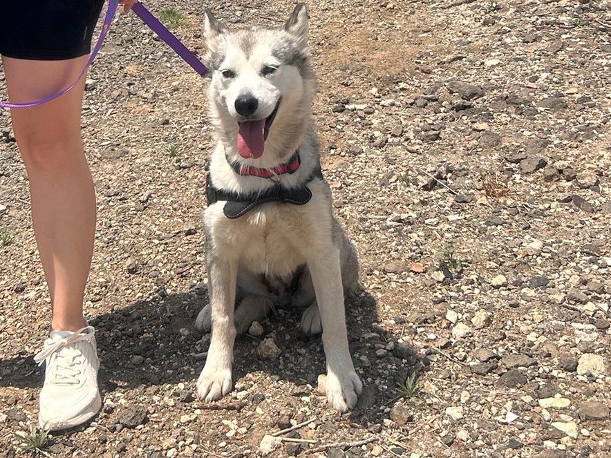 Vuoi adottare un cane a Siracusa?
