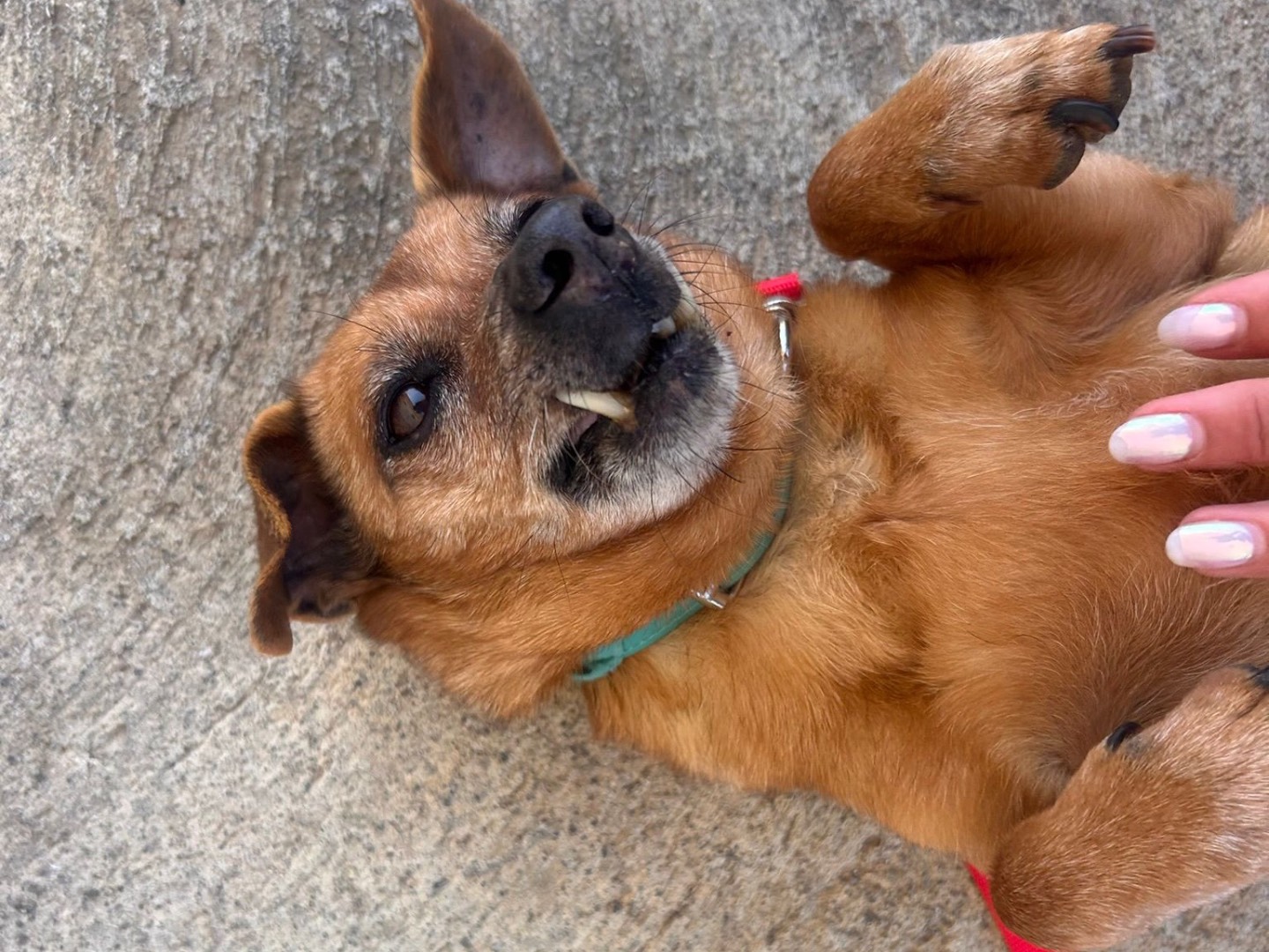 Adotta un cane, femmina, 10 anni, Siracusa