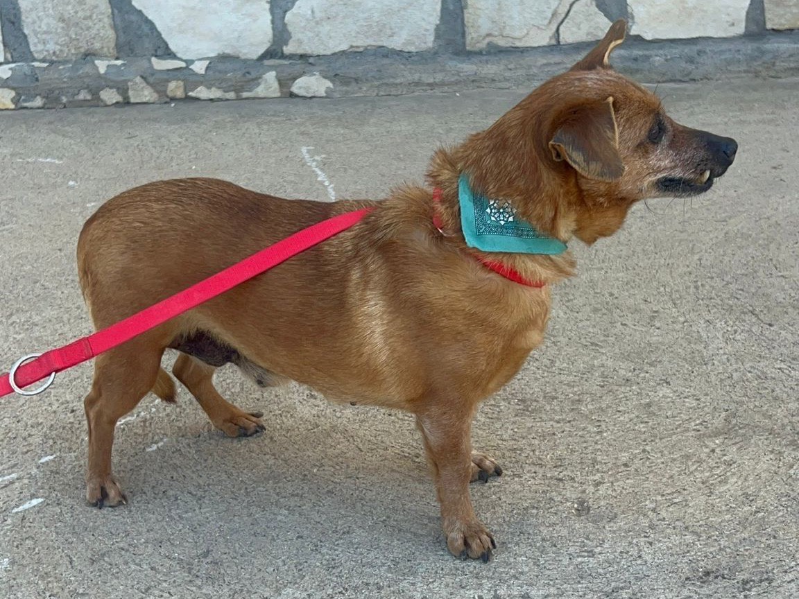 Adotta un cane, taglia piccola, femmina, Siracusa