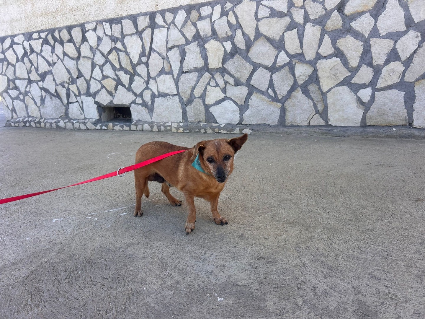 Vuoi adottare un cane a Siracusa?