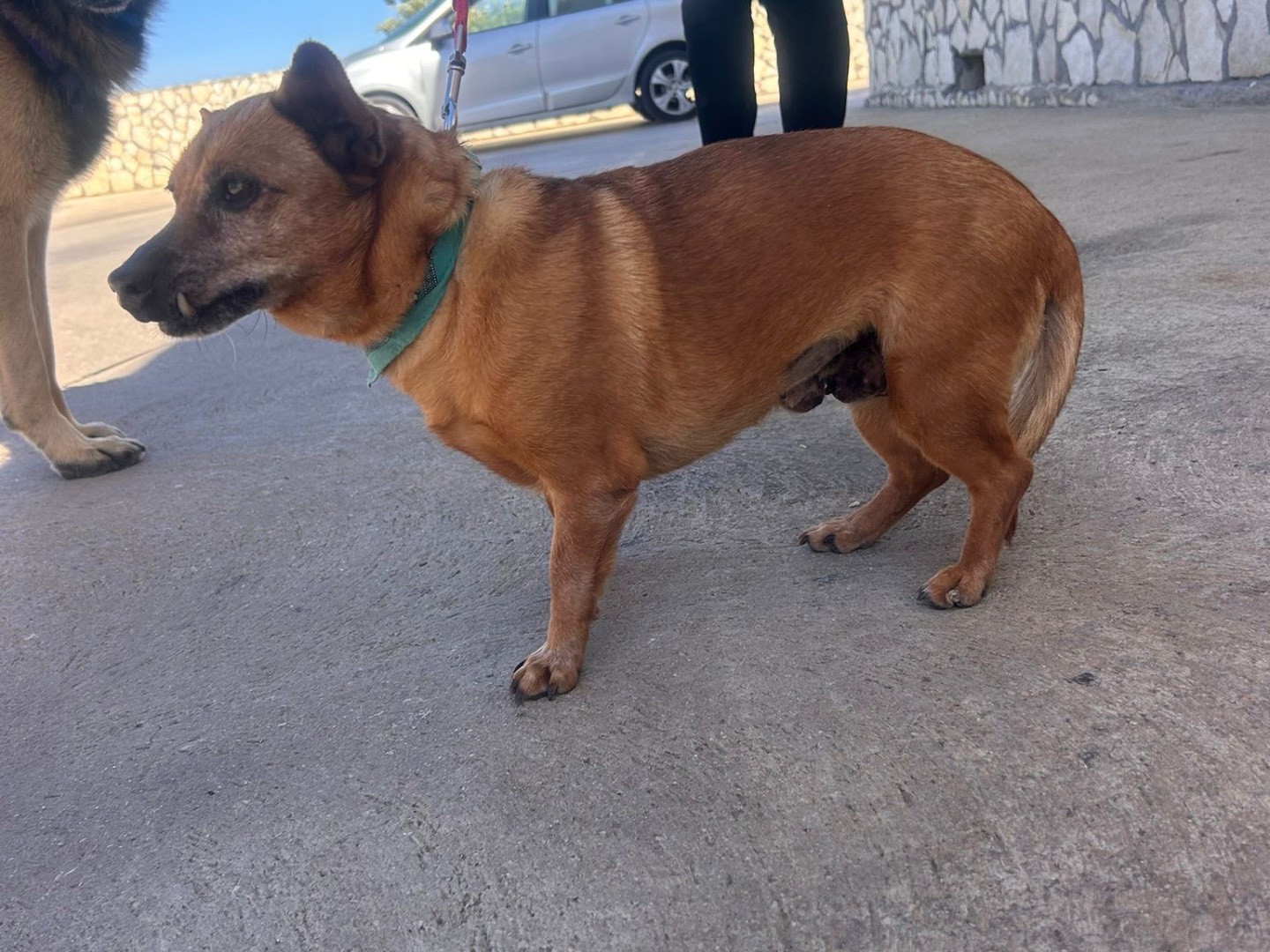 Adotta il cane mela  a Siracusa