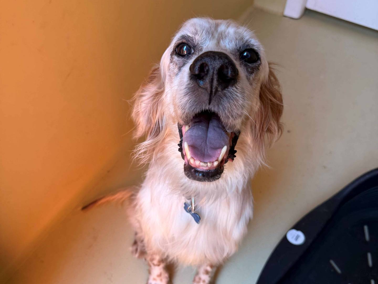 Adozione cane, maschio, Setter Inglese Razza sconosciuta, 6 anni e 11 mesi, taglia media, Milano