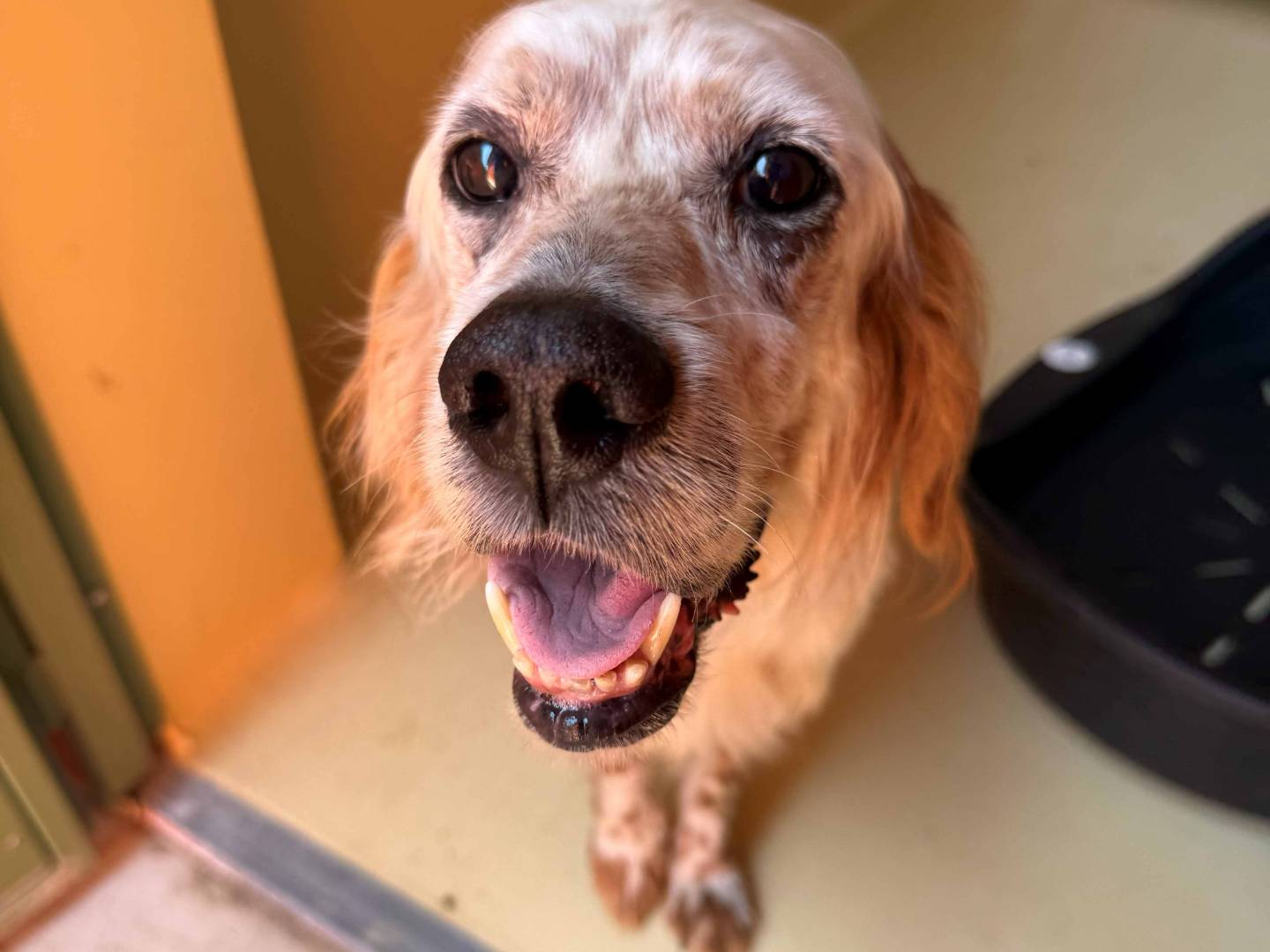 Adotta un cane, maschio, 6 anni e 11 mesi, Milano