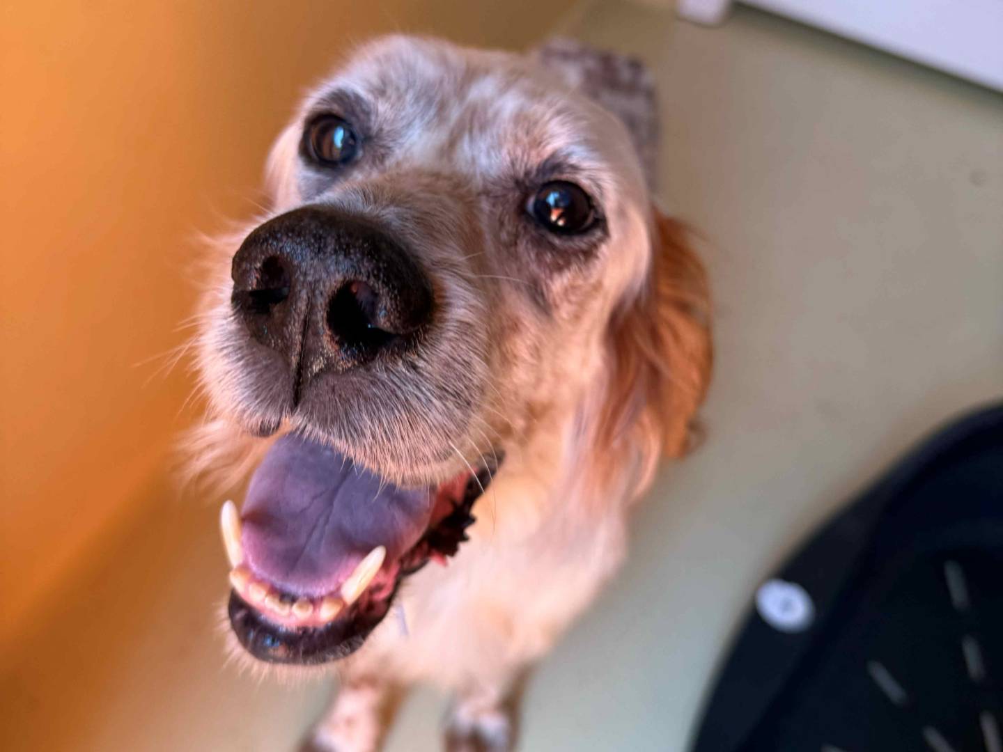 Adotta un cane, taglia media, maschio, Milano